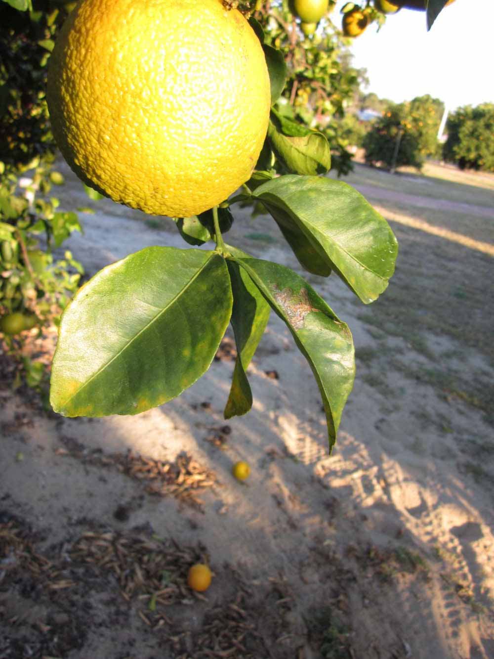           Sun leaves (Winter Haven, FL)   